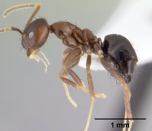 Nylanderia brevisetula specimen CASENT0179575 image casent0179575_3
