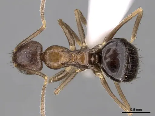 Nylanderia brevisetula specimen CASENT0317036 image casent0317036_1
