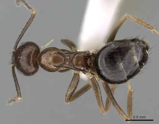 Nylanderia brevisetula specimen CASENT0317037 image casent0317037_1