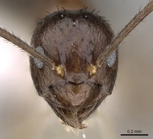 Nylanderia brevisetula specimen CASENT0317037 image casent0317037_2