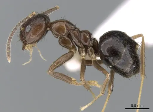 Nylanderia brevisetula specimen CASENT0317037 image casent0317037_3