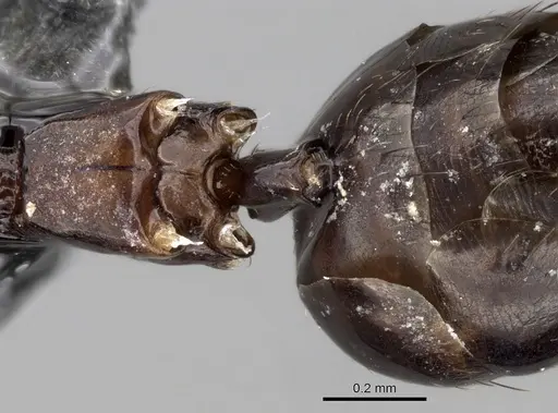 Nylanderia brevisetula specimen CASENT0317387 image casent0317387_1