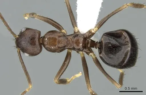 Nylanderia brevisetula specimen CASENT0906551 image casent0906551_1