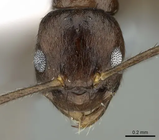 Nylanderia brevisetula specimen CASENT0906551 image casent0906551_2