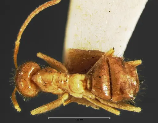 Nylanderia bruesii specimen CASENT0105645 image casent0105645_1