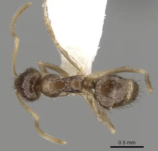 Nylanderia bruesii specimen CASENT0280575 image casent0280575_1