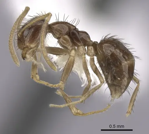 Nylanderia bruesii specimen CASENT0280575 image casent0280575_3
