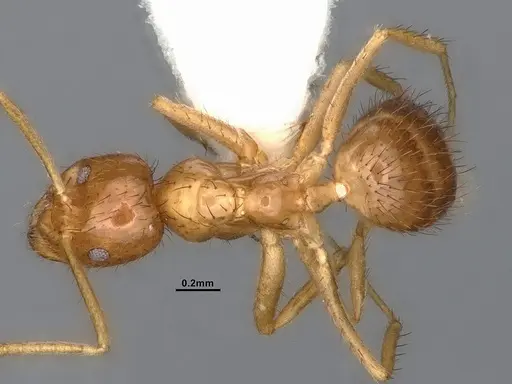 Nylanderia bruesii specimen CASENT4031884 image casent4031884_1