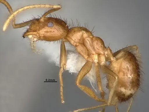 Nylanderia bruesii specimen CASENT4031884 image casent4031884_3