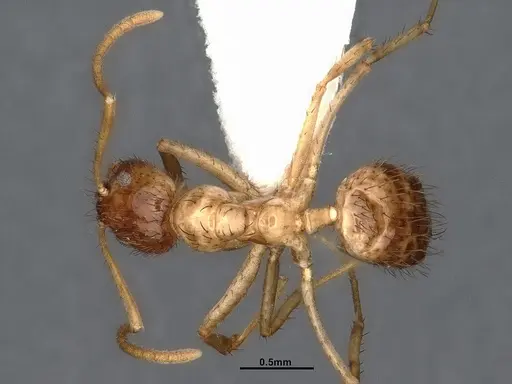 Nylanderia bruesii specimen CASENT4031885 image casent4031885_1
