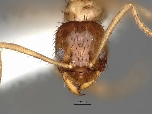 Nylanderia bruesii specimen CASENT4031885 image casent4031885_2
