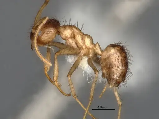 Nylanderia bruesii specimen CASENT4031885 image casent4031885_3