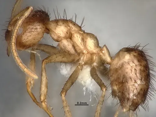 Nylanderia bruesii specimen CASENT4031885 image casent4031885_4
