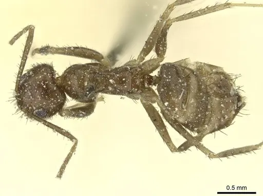 Nylanderia clandestina specimen CASENT0912302 image casent0912302_1