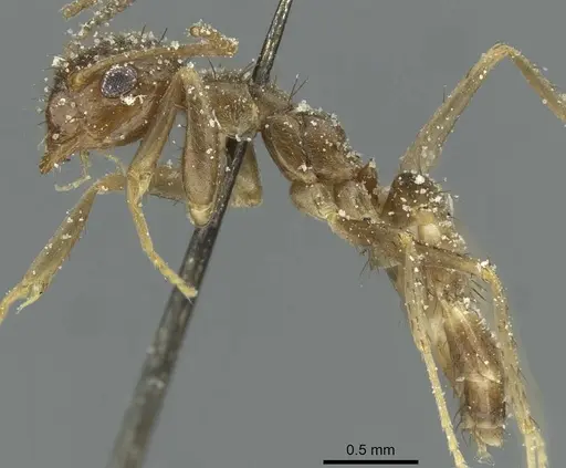 Nylanderia clandestina specimen CASENT0912302 image casent0912302_3
