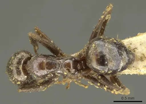 Nylanderia clandestina specimen CASENT0915720 image casent0915720_1