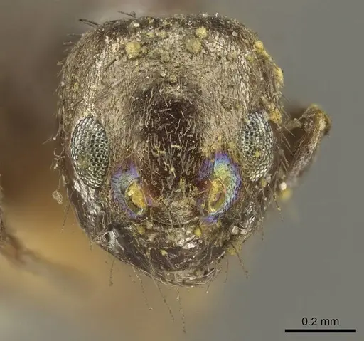 Nylanderia clandestina specimen CASENT0915720 image casent0915720_2