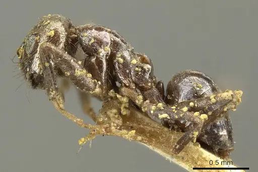 Nylanderia clandestina specimen CASENT0915720 image casent0915720_3