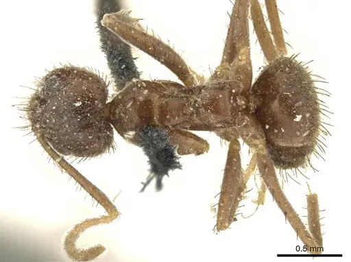 Nylanderia clandestina specimen CASENT0915724 image casent0915724_1