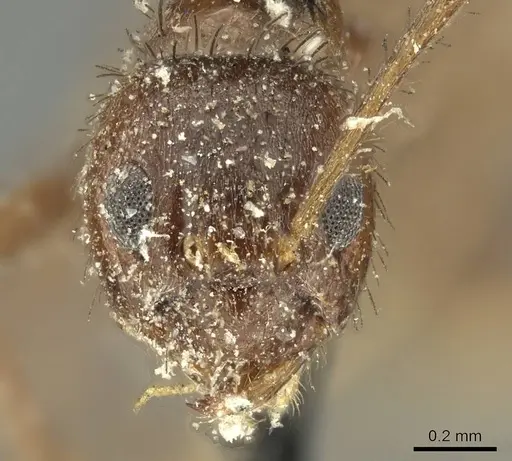 Nylanderia clandestina specimen CASENT0915724 image casent0915724_2