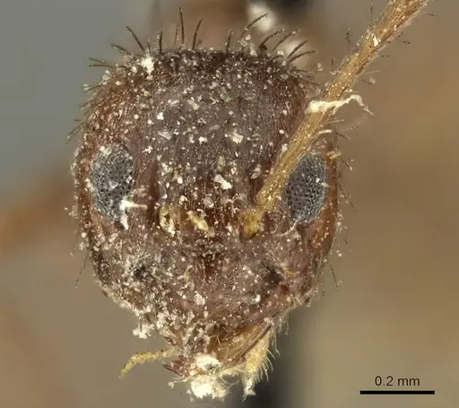 Nylanderia clandestina specimen CASENT0915724 image casent0915724_3
