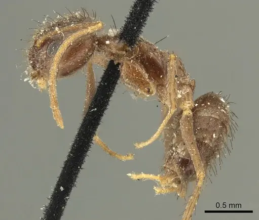 Nylanderia clandestina specimen CASENT0915724 image casent0915724_4