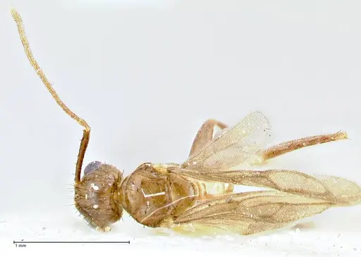 Nylanderia clandestina specimen FOCOL2715 image focol2715_1