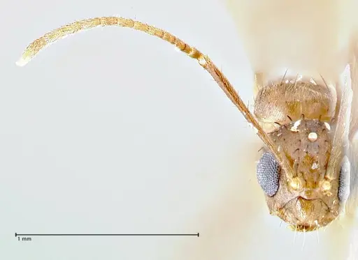 Nylanderia clandestina specimen FOCOL2715 image focol2715_2