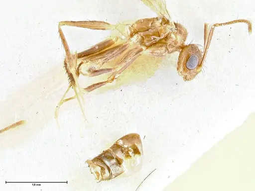 Nylanderia clandestina specimen FOCOL2715 image focol2715_3