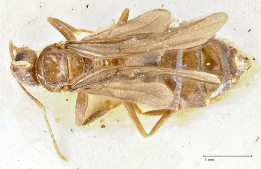 Nylanderia clandestina specimen FOCOL2716 image focol2716_1