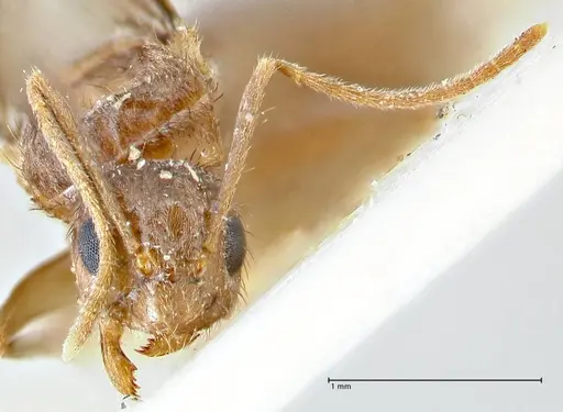 Nylanderia clandestina specimen FOCOL2716 image focol2716_2