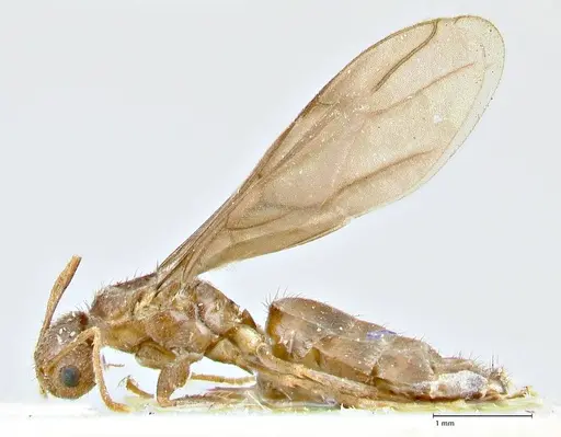 Nylanderia clandestina specimen FOCOL2716 image focol2716_3