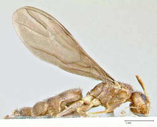 Nylanderia clandestina specimen FOCOL2716 image focol2716_4