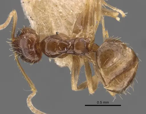 Nylanderia colchica specimen CASENT0917226 image casent0917226_1