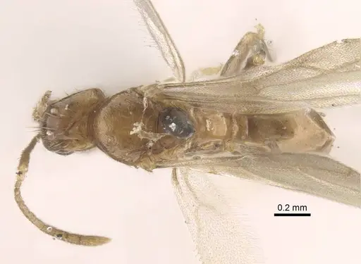 Nylanderia colchica specimen CASENT0917227 image casent0917227_1