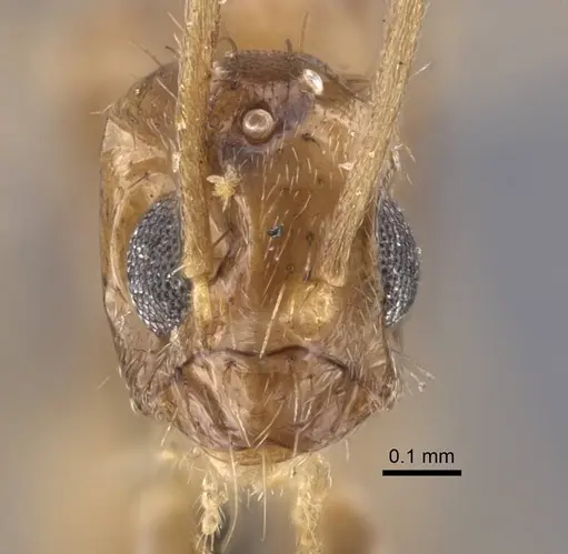 Nylanderia colchica specimen CASENT0917227 image casent0917227_2