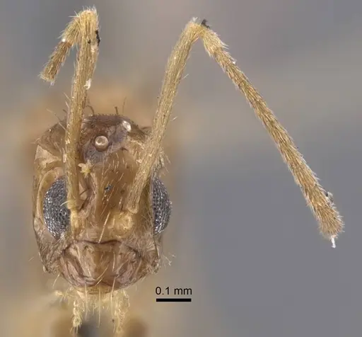 Nylanderia colchica specimen CASENT0917227 image casent0917227_3