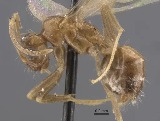 Nylanderia colchica specimen CASENT0917227 image casent0917227_4