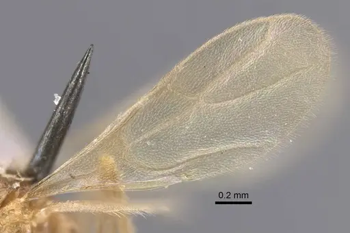 Nylanderia colchica specimen CASENT0917227 image casent0917227_5