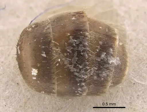 Nylanderia colchica specimen CASENT0917228 image casent0917228_2