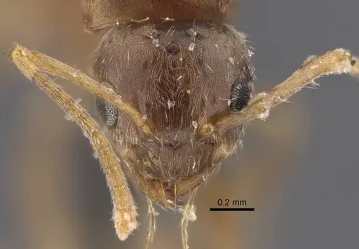Nylanderia colchica specimen CASENT0917228 image casent0917228_4