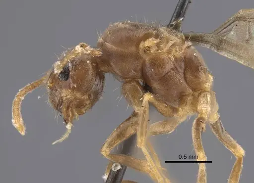 Nylanderia colchica specimen CASENT0917228 image casent0917228_5