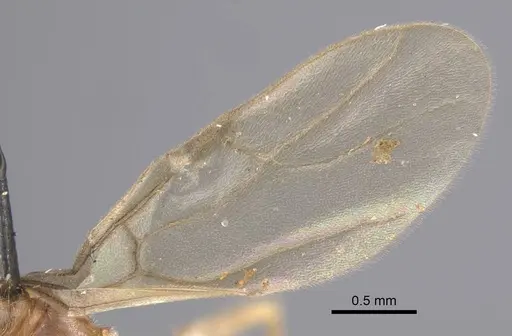 Nylanderia colchica specimen CASENT0917228 image casent0917228_6