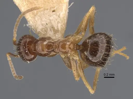 Nylanderia colchica specimen CASENT0917867 image casent0917867_1