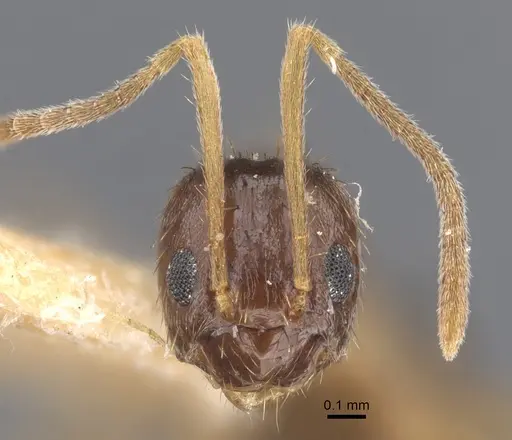 Nylanderia colchica specimen CASENT0917867 image casent0917867_3