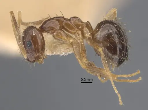 Nylanderia colchica specimen CASENT0917867 image casent0917867_4