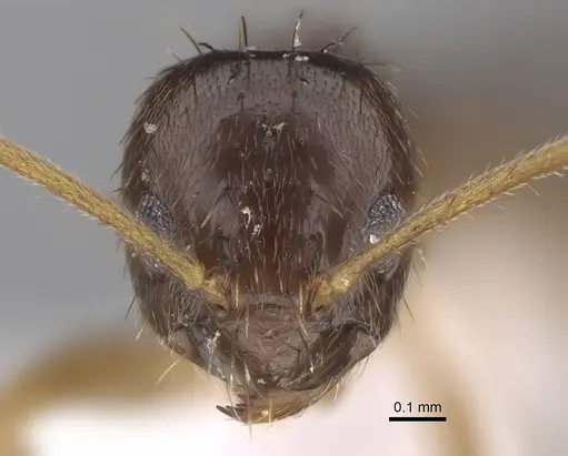 Nylanderia colchica specimen CASENT0922712 image casent0922712_2