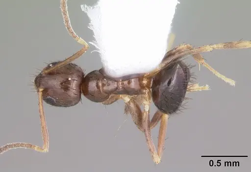 Nylanderia concinna specimen CASENT0104209 image casent0104209_1