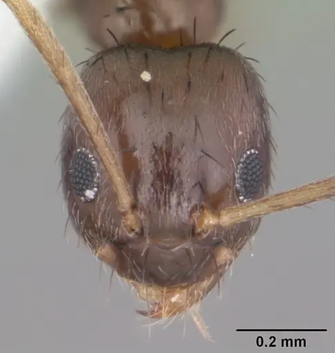 Nylanderia concinna specimen CASENT0104209 image casent0104209_2