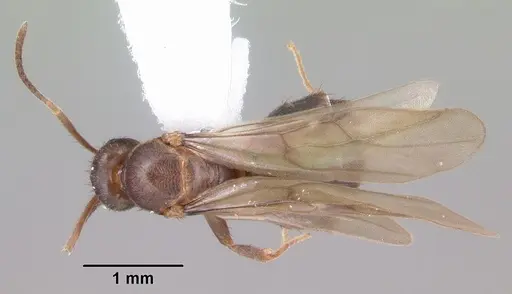 Nylanderia concinna specimen CASENT0104210 image casent0104210_1